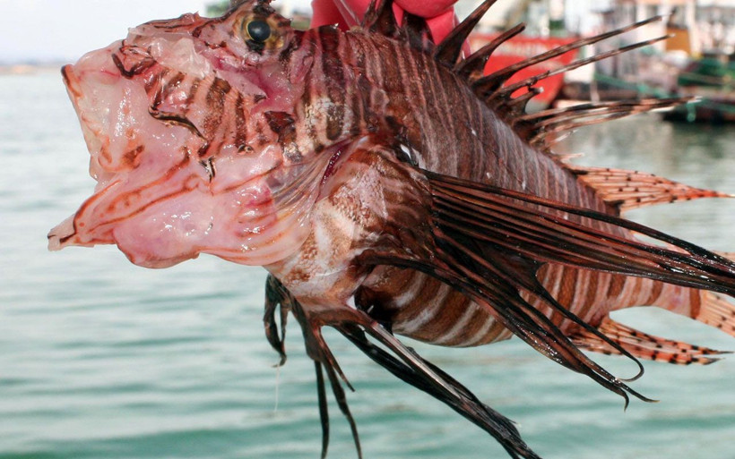 Mersin'de yakalandı uzmanlardan kritik uyarı geldi! Hemen hastaneye başvurun - Resim: 1