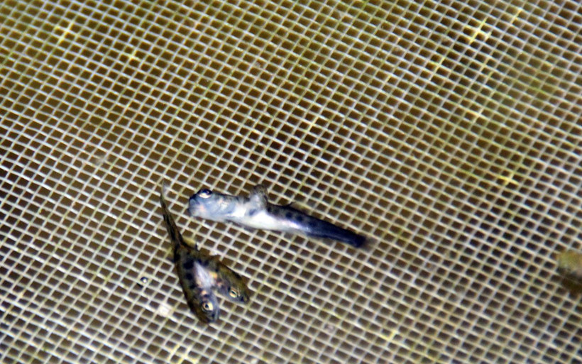 Rize’de çift başlı yavru balıklar görenler hayret düşürdü - Resim: 3