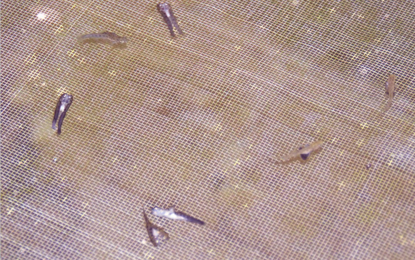 Rize’de çift başlı yavru balıklar görenler hayret düşürdü - Resim: 4