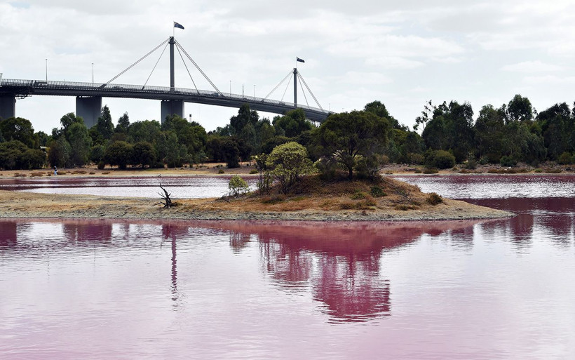 Avustralya'da bir göl pembe renge büründü - Resim: 4