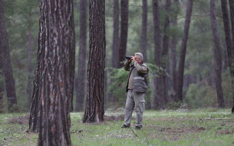Sürüsündeki kurtlarla kavga etti kaçtı! Antalya küskün kurtu arıyor - Resim: 2