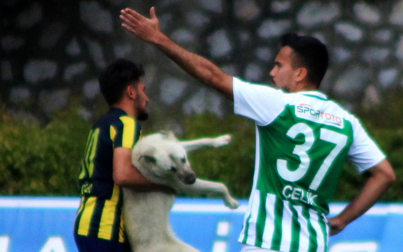 Muğla'da sahaya önce köpek sonra taraftar girdi! - Resim: 4