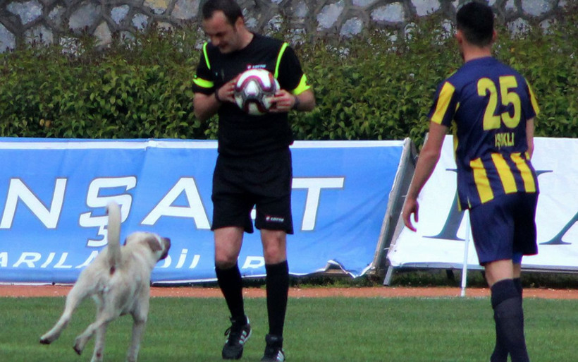 Muğla'da sahaya önce köpek sonra taraftar girdi! - Resim: 3