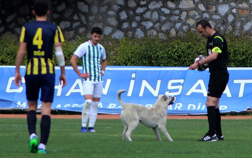 Muğla'da sahaya önce köpek sonra taraftar girdi! - Resim: 2