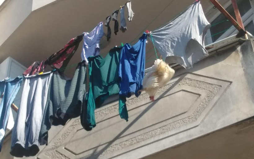 Rize itfaiyesinden tavuk kurtarma operasyonu - Resim: 1