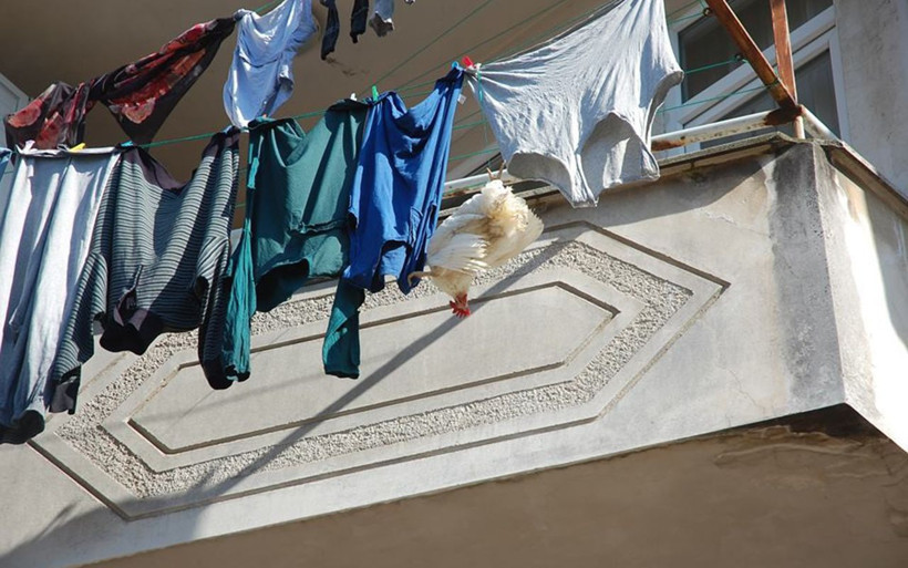 Rize itfaiyesinden tavuk kurtarma operasyonu - Resim: 2