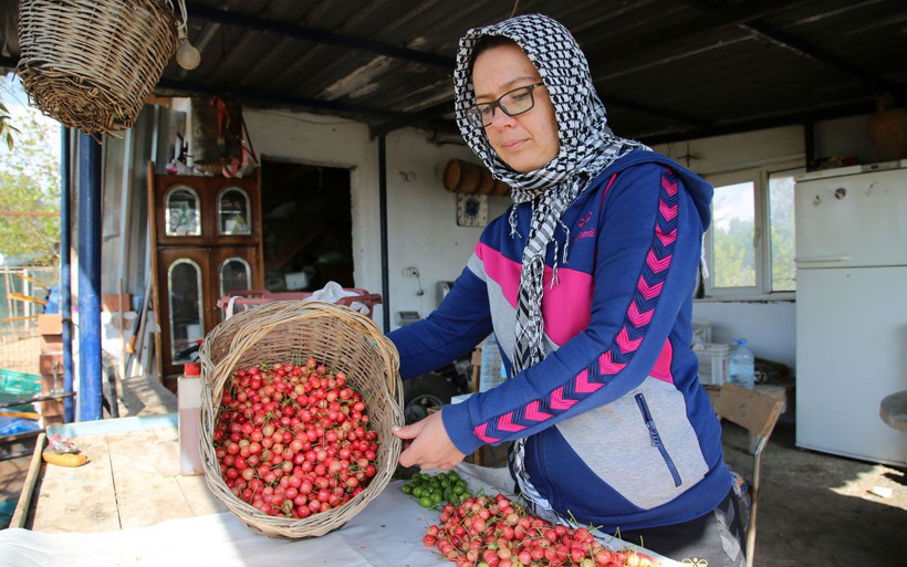 Manisa’da kirazın ilk hasadı yapıldı yakında sofralarda olacak - Resim: 1