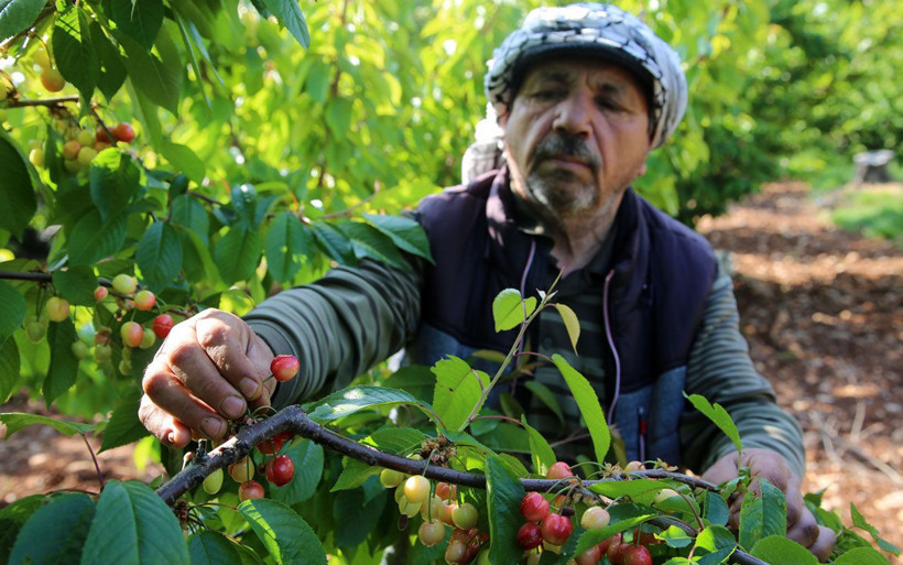 Manisa’da kirazın ilk hasadı yapıldı yakında sofralarda olacak - Resim: 2