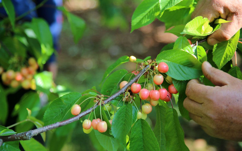 Manisa’da kirazın ilk hasadı yapıldı yakında sofralarda olacak - Resim: 3