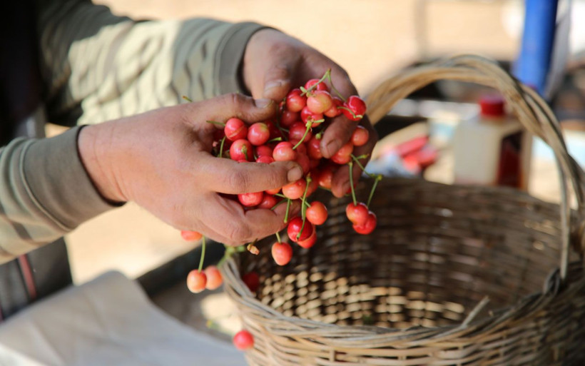 Manisa’da kirazın ilk hasadı yapıldı yakında sofralarda olacak - Resim: 4