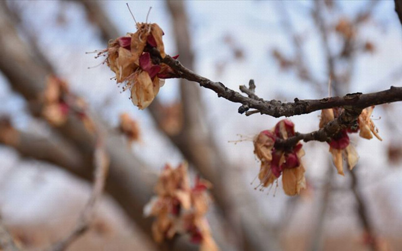 Meteorolojiden o bölgelere 'zirai don' uyarısı! - Resim: 4