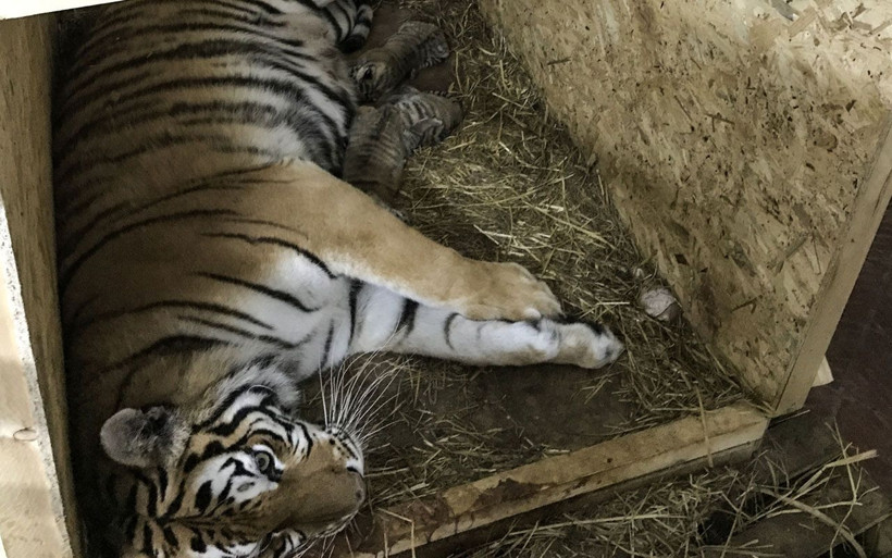 İstanbul'un "ilk" Bengal kaplanları dünyaya geldi işte o afacanlar - Resim: 3