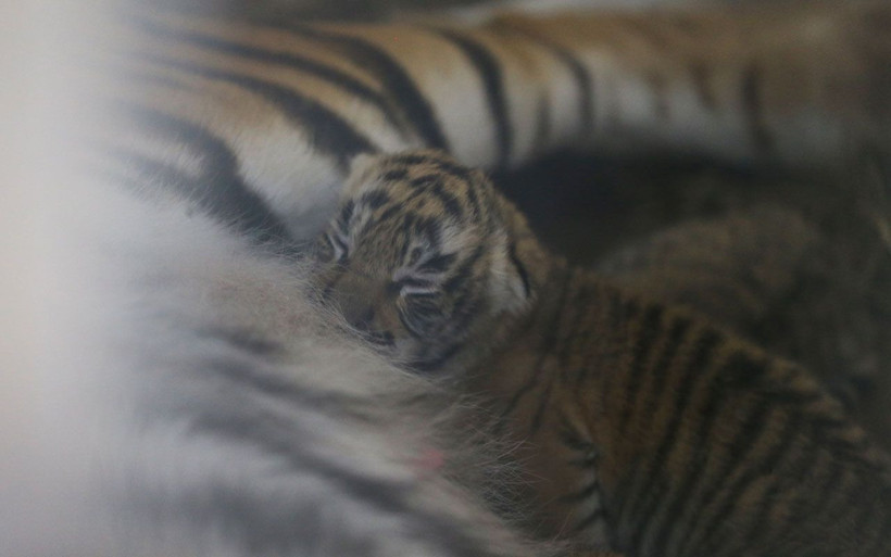 İstanbul'un "ilk" Bengal kaplanları dünyaya geldi işte o afacanlar - Resim: 4