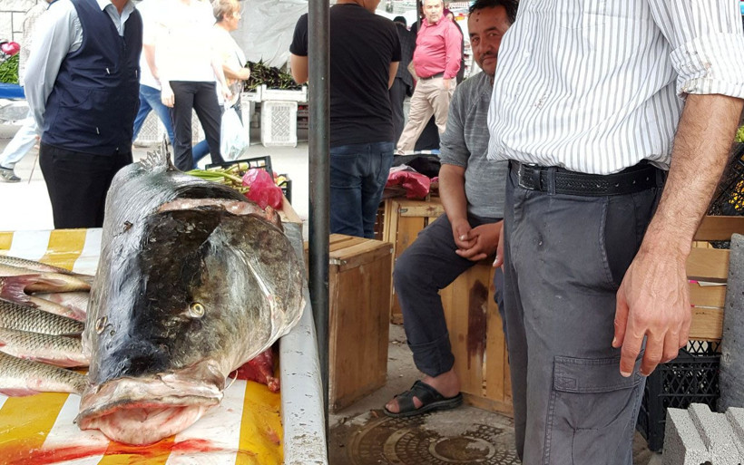 Erzincan'da Fırat Nehri'nde oltaya 83 kiloluk dev Turna balığı takıldı - Resim: 4