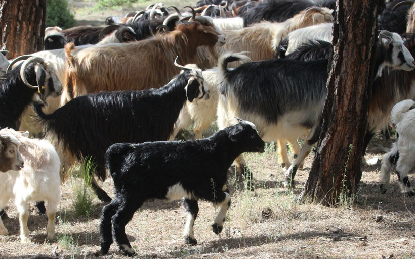 32 yıldır ormanda yaşıyorlar - Resim: 4