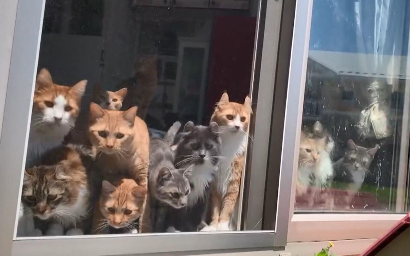 Japonya'da kedilerin "çiftçi" merakı - Resim: 2