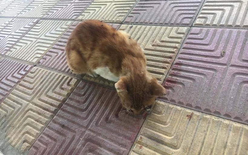 Adıyaman'da işkence yapılarak gözü oyulan yavru kedi tedaviye alındı - Resim: 1