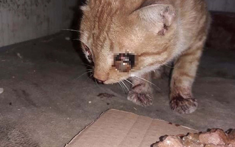 Adıyaman'da işkence yapılarak gözü oyulan yavru kedi tedaviye alındı - Resim: 2