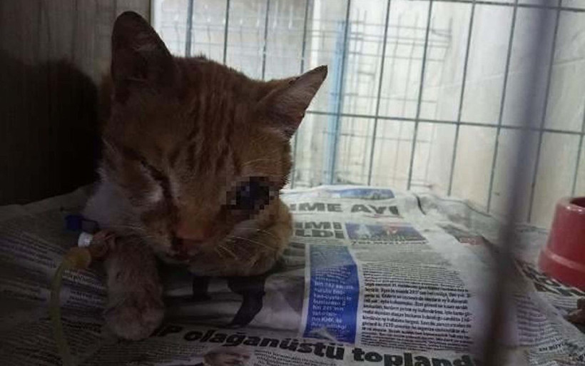 Adıyaman'da işkence yapılarak gözü oyulan yavru kedi tedaviye alındı - Resim: 3