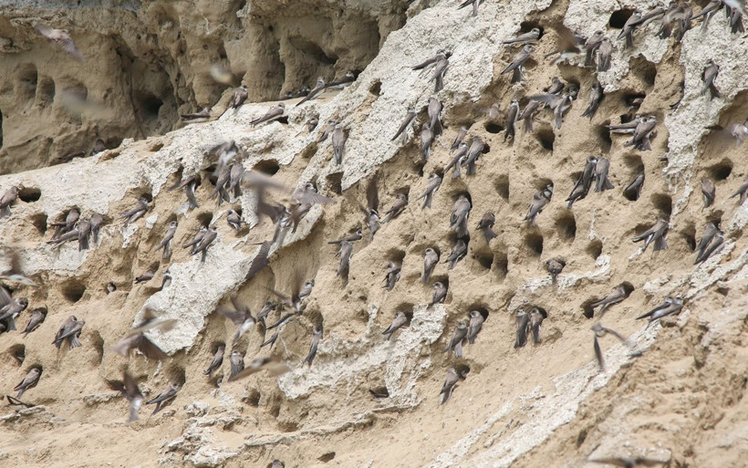 Kum kırlangıçları Van Gölü havzasında - Resim: 3
