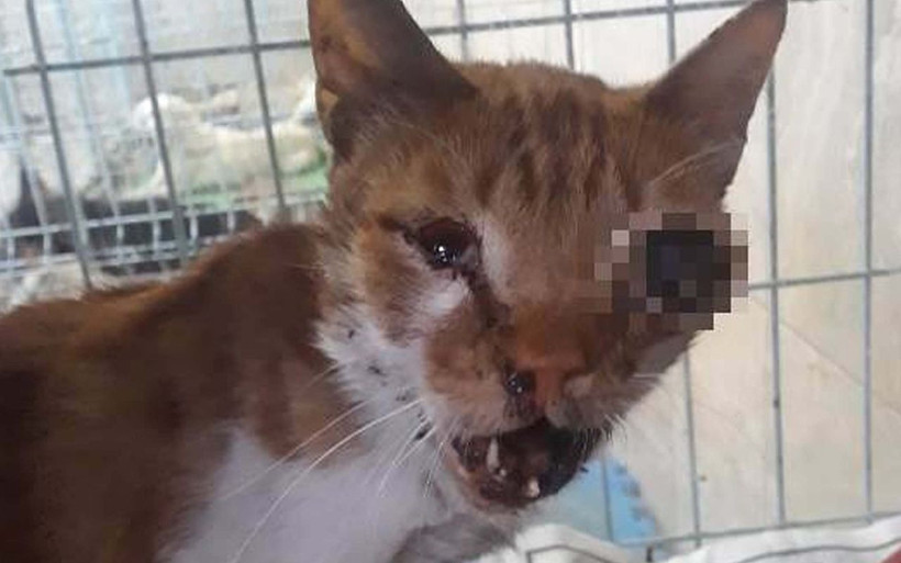 Adıyaman'da işkence yapılarak gözü oyulan yavru kedi tedaviye alındı - Resim: 4