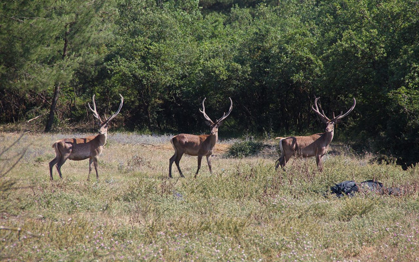 Bursa'da mahkemeden kızıl geyiklere yaşam hakkı - Resim: 1