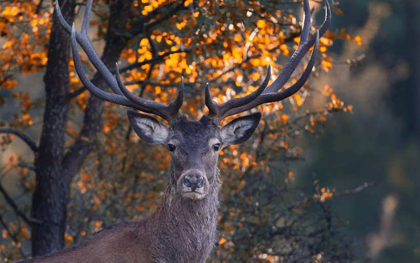 Bursa'da mahkemeden kızıl geyiklere yaşam hakkı - Resim: 2