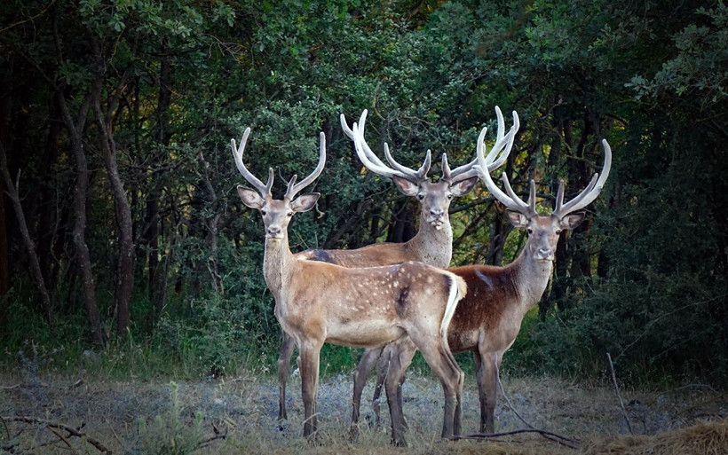 Bursa'da mahkemeden kızıl geyiklere yaşam hakkı - Resim: 3