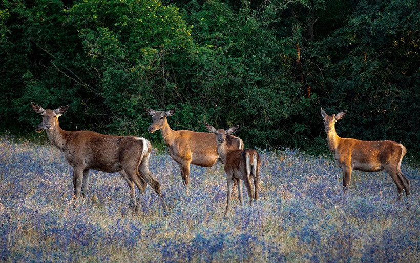 Bursa'da mahkemeden kızıl geyiklere yaşam hakkı - Resim: 4