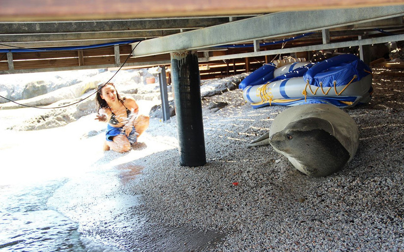 Muğla Bodrum'da beyaz fok balığını şikayet ettiler - Resim: 3