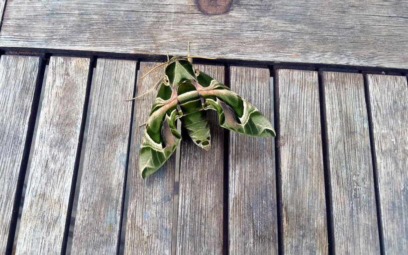 Muğla Bodrum'da nadir rastlanan mekik kelebeği görüldü - Resim: 1