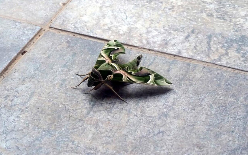 Muğla Bodrum'da nadir rastlanan mekik kelebeği görüldü - Resim: 3