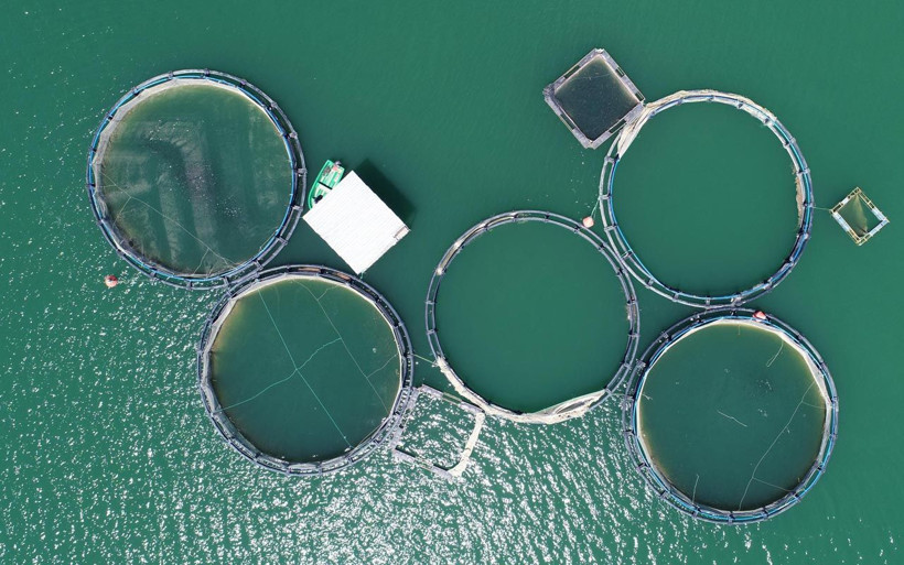 Van'da üretiliyor! 5 kente gönderiliyor - Resim: 2