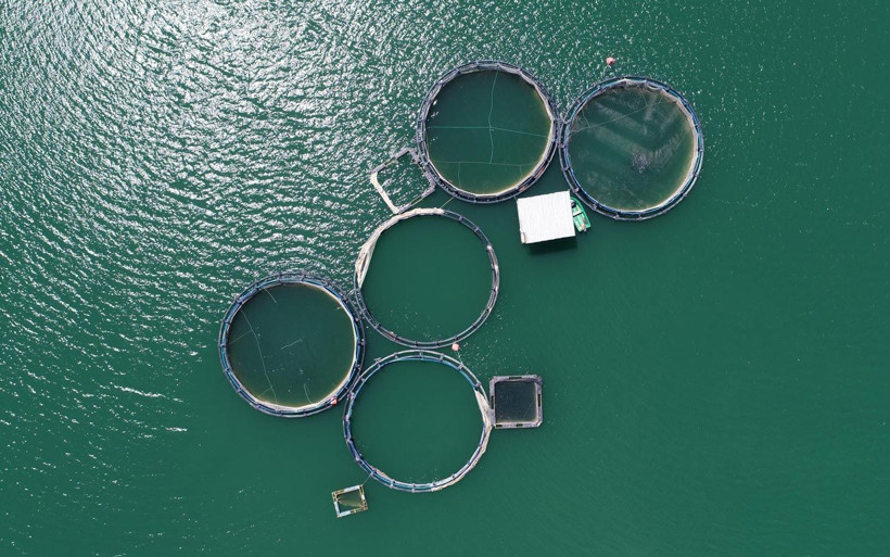 Van'da üretiliyor! 5 kente gönderiliyor - Resim: 3