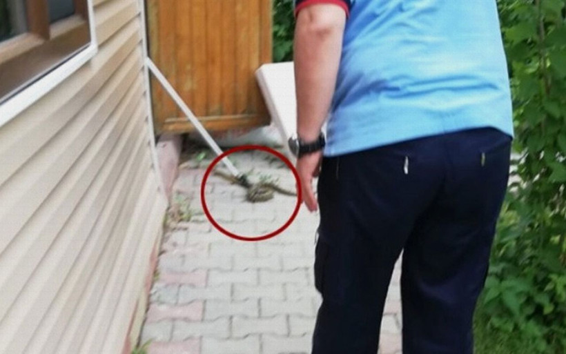 Yağışlardan sonra Ankara'yı yılanlar bastı! - Resim: 1