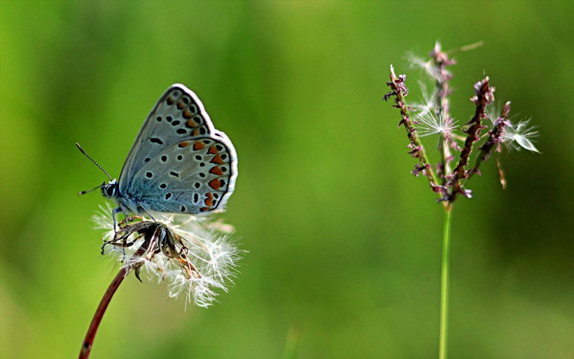Yeşilırmak Deltası'nda renkli yaşam - Resim: 2