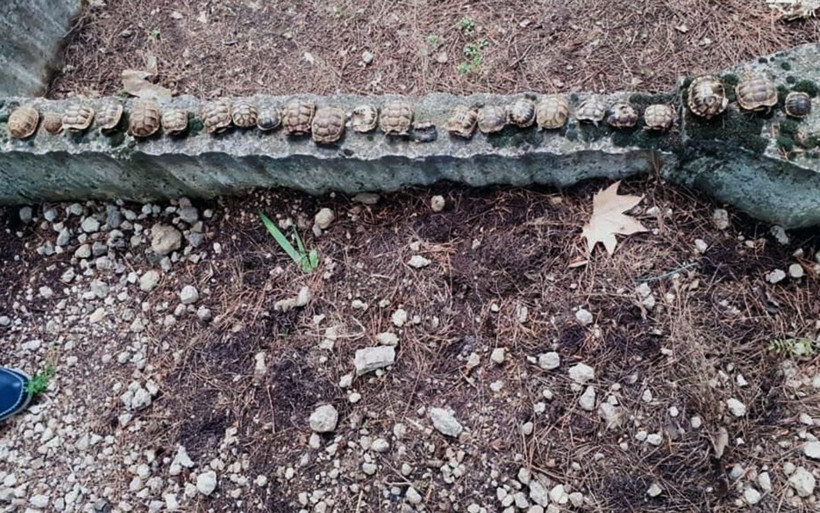 Isparta'da mezarlıktaki kaplumbağaların sırrı çözüldü - Resim: 2