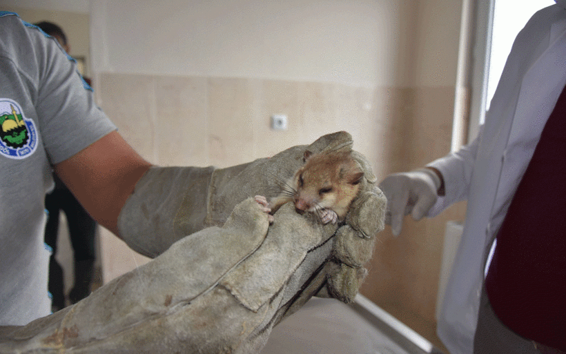 Nesli tükenmekte olan fare türlerinden biri! Bakın hangi ilde görüldü - Resim: 1