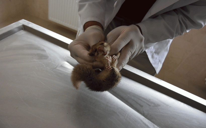 Nesli tükenmekte olan fare türlerinden biri! Bakın hangi ilde görüldü - Resim: 3