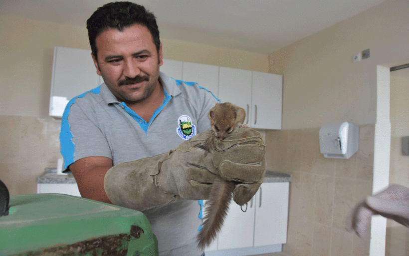 Nesli tükenmekte olan fare türlerinden biri! Bakın hangi ilde görüldü - Resim: 4