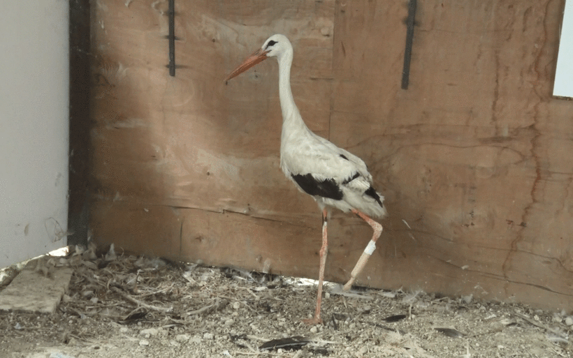 Elektrik tellerine takılarak bacağı kopmuştu! Bakın onun için ne yaptılar - Resim: 4