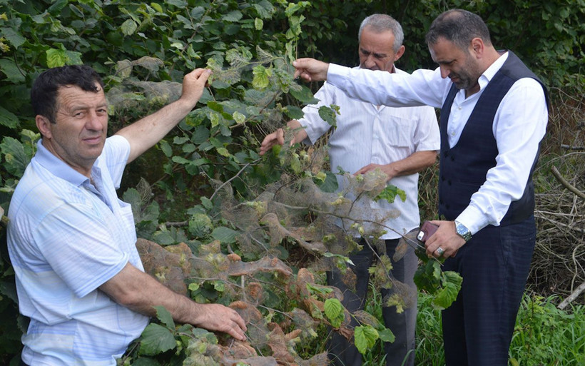 Köylülerin kabusu Amerikan beyaz kelebeği tüm bahçelere zarar veriyor - Resim: 3