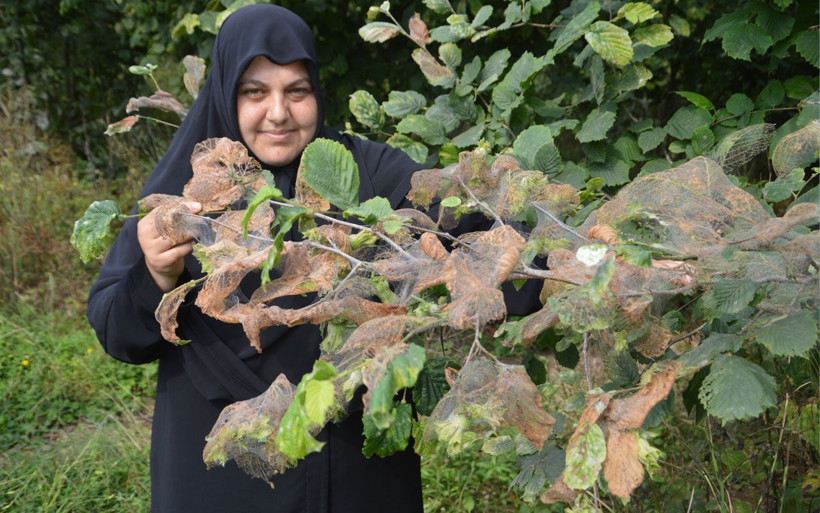 Köylülerin kabusu Amerikan beyaz kelebeği tüm bahçelere zarar veriyor - Resim: 2