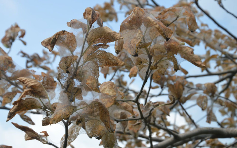 Köylülerin kabusu Amerikan beyaz kelebeği tüm bahçelere zarar veriyor - Resim: 4