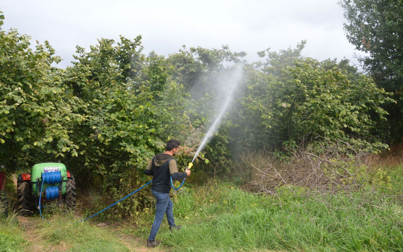 Köylülerin kabusu Amerikan beyaz kelebeği tüm bahçelere zarar veriyor - Resim: 1
