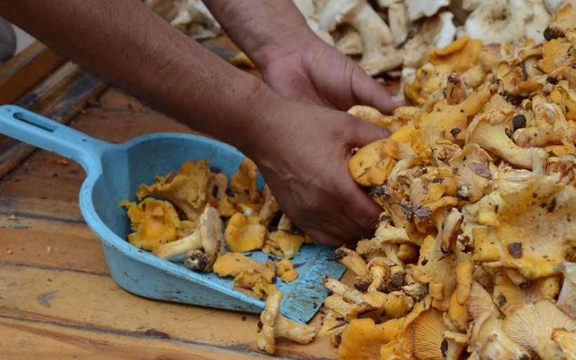 Ordu'da tirmit mantarı sezonu açtı - Resim: 1