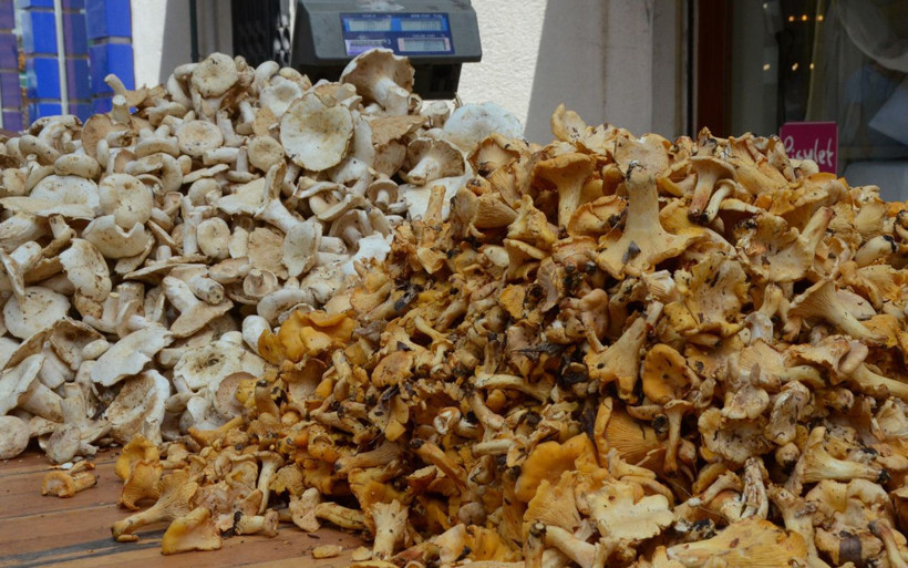 Ordu'da tirmit mantarı sezonu açtı - Resim: 2