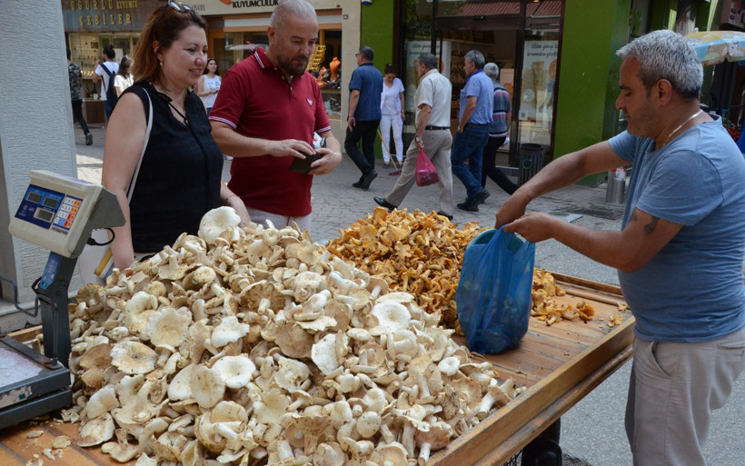 Ordu'da tirmit mantarı sezonu açtı - Resim: 3