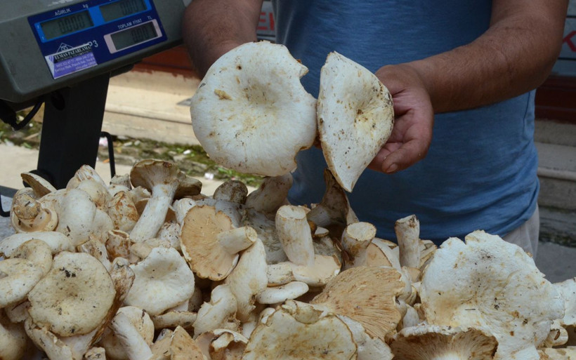 Ordu'da tirmit mantarı sezonu açtı - Resim: 4