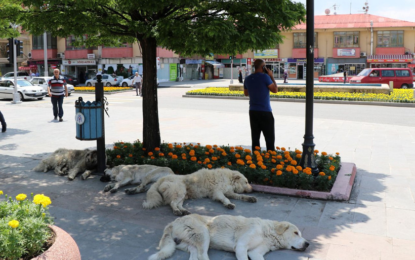 Meteoroloji açıkladı Doğu'da sıcaklıklar yükseliyor - Resim: 3